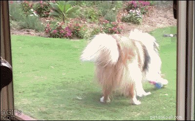 26 Animal Reactions That Reflect the Realities of Your Period