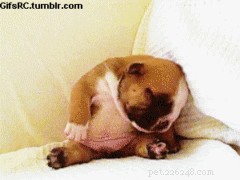 26 Animal Reactions That Reflect the Realities of Your Period