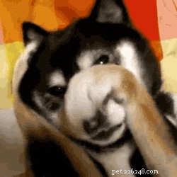26 Animal Reactions That Reflect the Realities of Your Period
