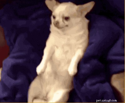26 Animal Reactions That Reflect the Realities of Your Period