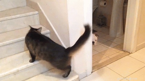 26 Animal Reactions That Reflect the Realities of Your Period