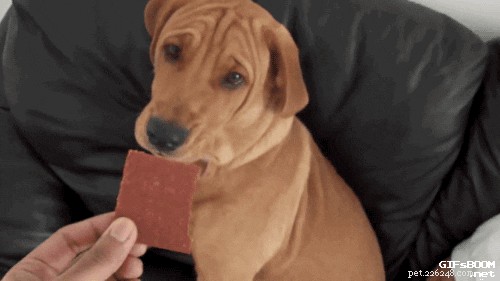 26 Animal Reactions That Reflect the Realities of Your Period