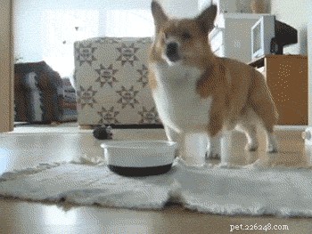 26 Animal Reactions That Reflect the Realities of Your Period