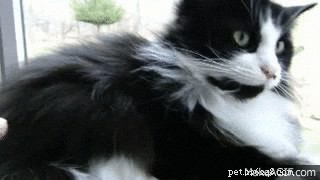 26 Animal Reactions That Reflect the Realities of Your Period