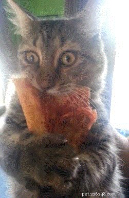 26 Animal Reactions That Reflect the Realities of Your Period