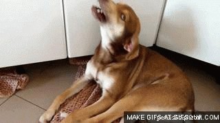 26 Animal Reactions That Reflect the Realities of Your Period