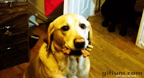 26 Animal Reactions That Reflect the Realities of Your Period