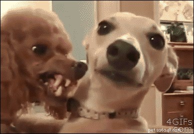 26 Animal Reactions That Reflect the Realities of Your Period