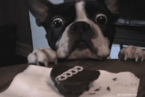 26 Animal Reactions That Reflect the Realities of Your Period
