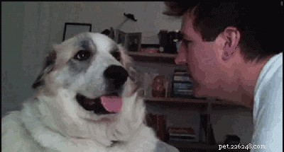 26 Animal Reactions That Reflect the Realities of Your Period