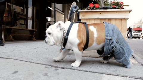 26 Animal Reactions That Reflect the Realities of Your Period