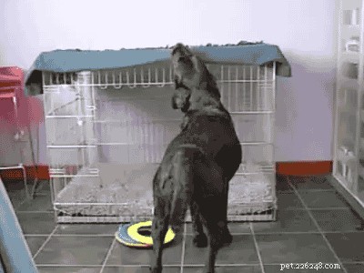 26 Animal Reactions That Reflect the Realities of Your Period