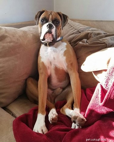 21 Incredible Animals That Sit Like Humans