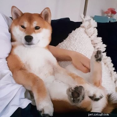 21 Incredible Animals That Sit Like Humans