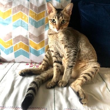 21 Incredible Animals That Sit Like Humans
