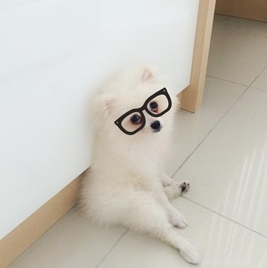 21 Incredible Animals That Sit Like Humans