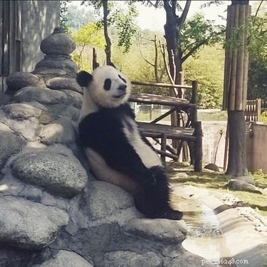 21 Incredible Animals That Sit Like Humans