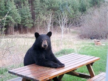 21 Incredible Animals That Sit Like Humans