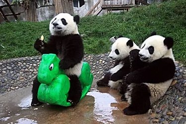 21 Incredible Animals That Sit Like Humans