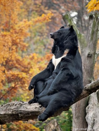 21 Incredible Animals That Sit Like Humans