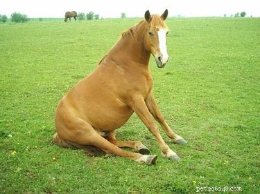 21 Incredible Animals That Sit Like Humans
