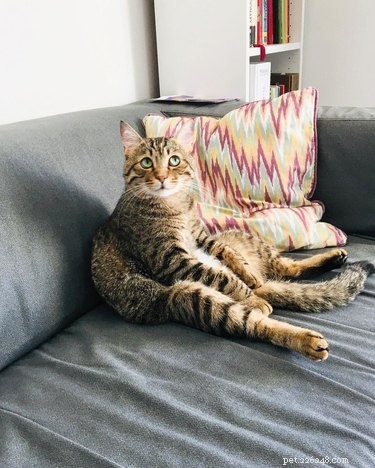 21 Incredible Animals That Sit Like Humans