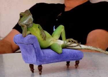 21 Incredible Animals That Sit Like Humans