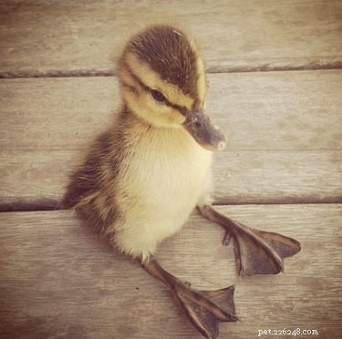 21 Incredible Animals That Sit Like Humans