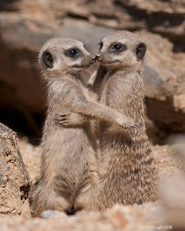 21 Incredible Animals That Sit Like Humans