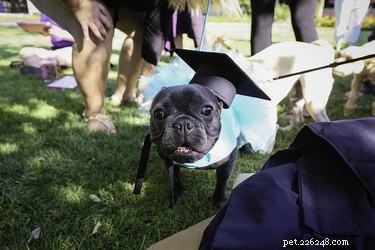 Eckerd College Honors 24 Pets Graduating in Caps and Gowns