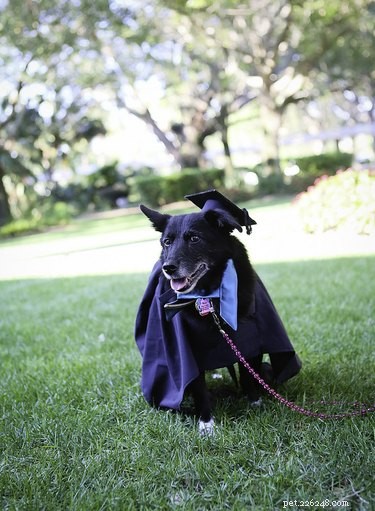 Eckerd College Honors 24 Pets Graduating in Caps and Gowns