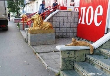 20 Hilarious Pet Moments That Will Make You Laugh Out Loud