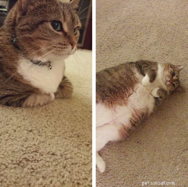 20 Hilarious Pet Moments That Will Make You Laugh Out Loud