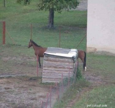 20 Hilarious Pet Moments That Will Make You Laugh Out Loud