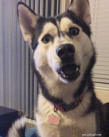 20 Hilarious Pet Moments That Will Make You Laugh Out Loud