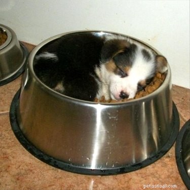 20 Hilarious Pet Moments That Will Make You Laugh Out Loud