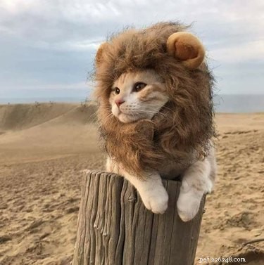20 Hilarious Pet Moments That Will Make You Laugh Out Loud