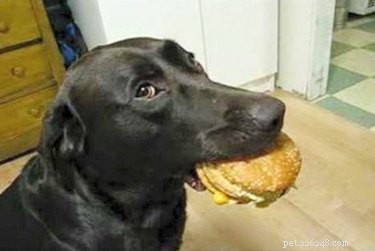 20 Hilarious Pet Moments That Will Make You Laugh Out Loud