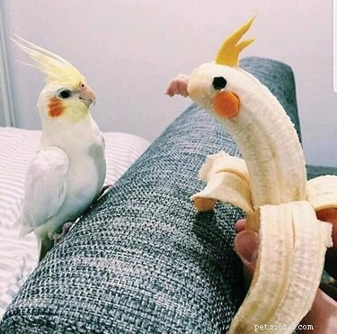 20 Hilarious Pet Moments That Will Make You Laugh Out Loud