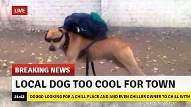 20 Hilarious Pet Moments That Will Make You Laugh Out Loud