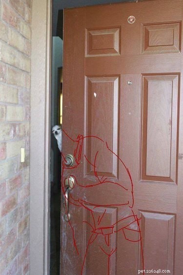 20 Hilarious Pet Moments That Will Make You Laugh Out Loud
