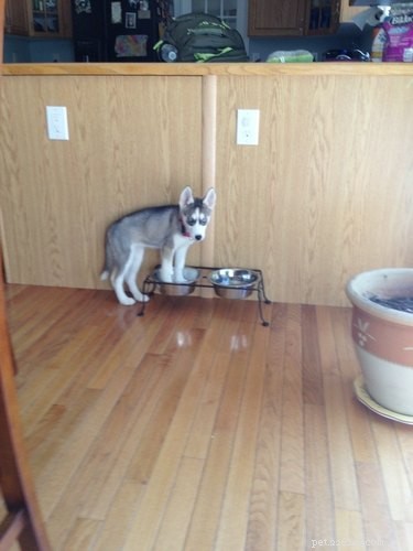 20 Hilarious Pet Moments That Will Make You Laugh Out Loud