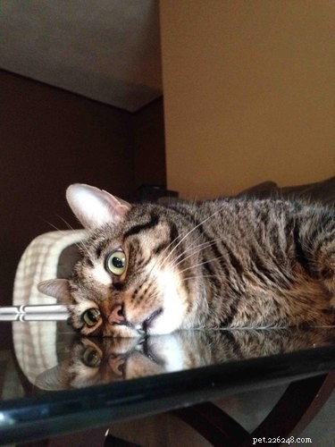 20 Hilarious Pet Moments That Will Make You Laugh Out Loud