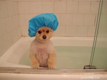 20 Hilarious Pet Moments That Will Make You Laugh Out Loud