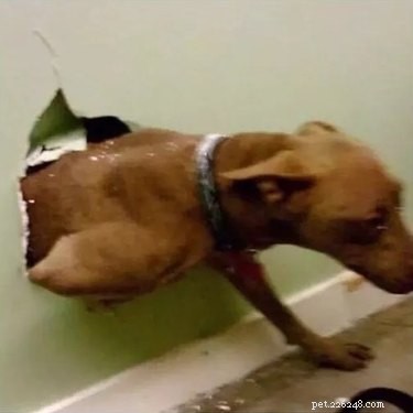 20 Hilarious Pet Moments That Will Make You Laugh Out Loud