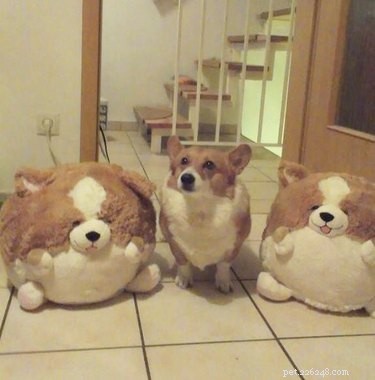 20 Hilarious Pet Moments That Will Make You Laugh Out Loud