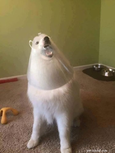 20 Hilarious Pet Moments That Will Make You Laugh Out Loud
