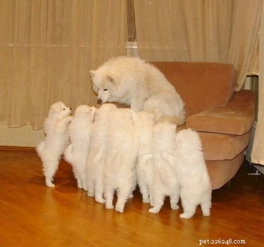 20 Hilarious Pet Moments That Will Make You Laugh Out Loud