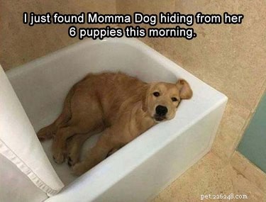 23 Heartwarming Photos of Exhausted Animal Moms That Will Make You Smile
