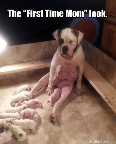 23 Heartwarming Photos of Exhausted Animal Moms That Will Make You Smile